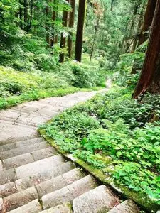 羽黒山の杉並木