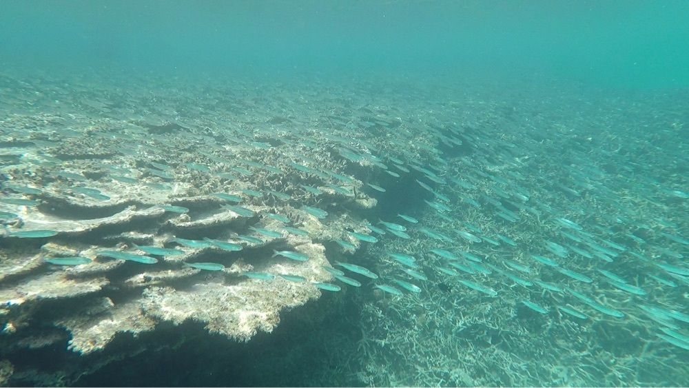 yuyuさんが投稿した新城島に関する口コミの画像