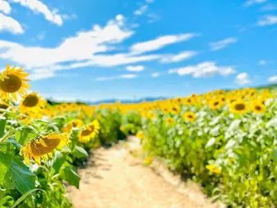 花の海 季節の野菜収穫体験・芋掘り体験とフルーツ狩り（食べ放題）