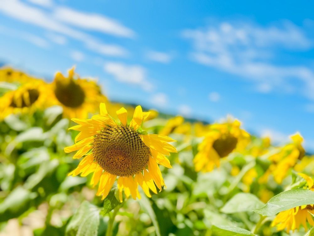 ま̤̮き̤̮さんが投稿した花の海 季節の野菜収穫体験・芋掘り体験とフルーツ狩り（食べ放題）に関する口コミの画像