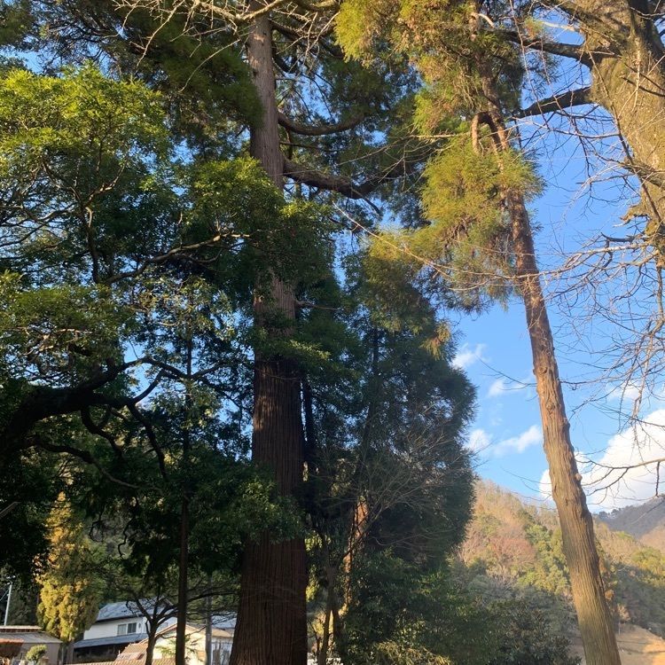 formal_cafeteria_8688さんが投稿した矢形神社に関する口コミの画像