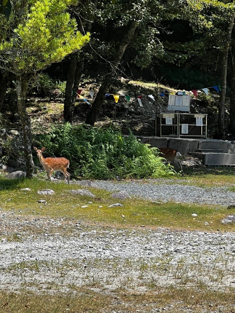 サブ&クルさんが投稿した西丹沢マウントブリッジキャンプ場に関する口コミの画像