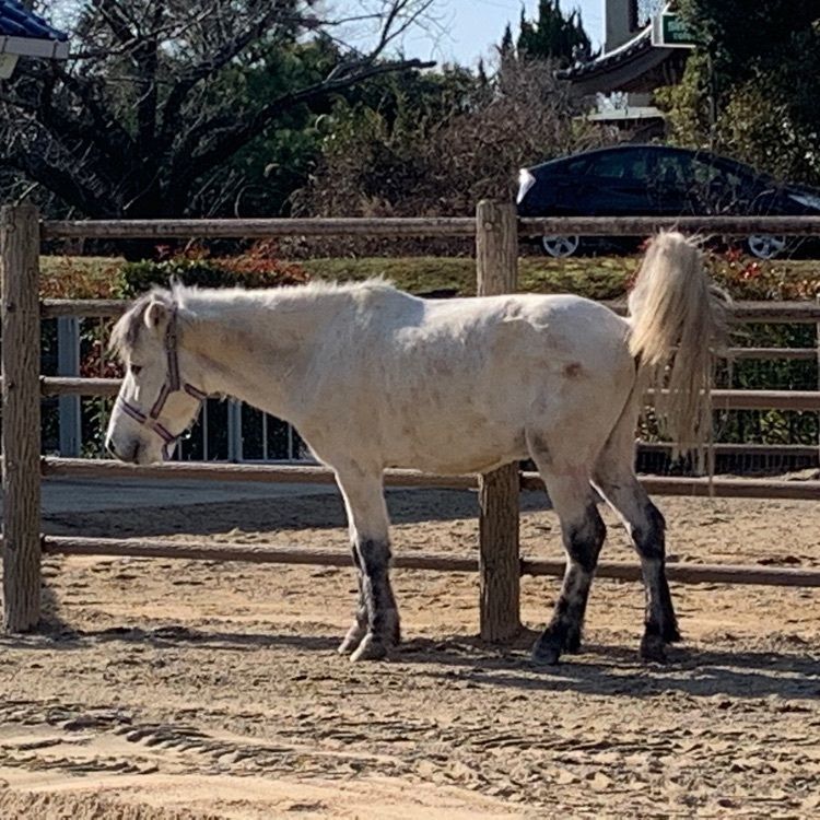 96_take4さんが投稿した野間馬ハイランドに関する口コミの画像