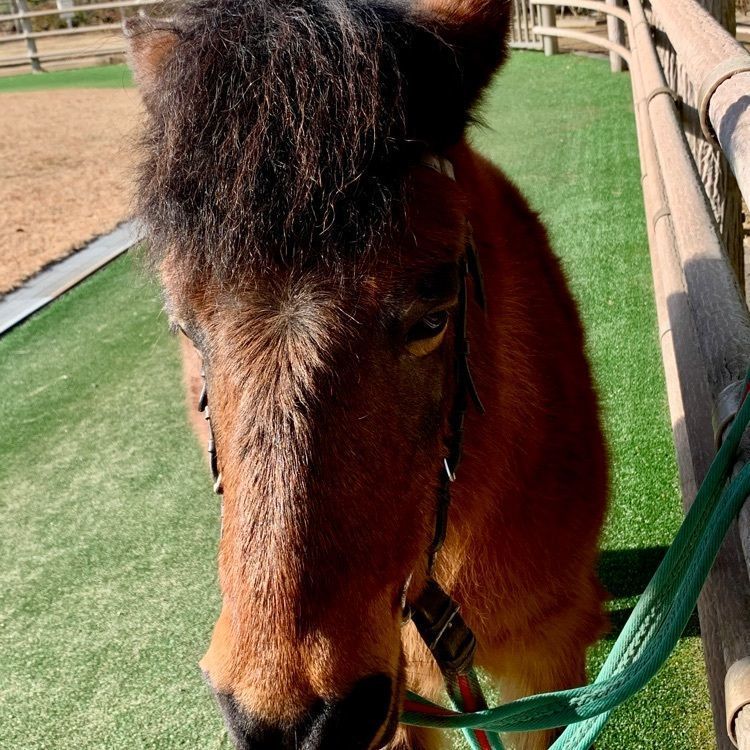 96_take4さんが投稿した野間馬ハイランドに関する口コミの画像