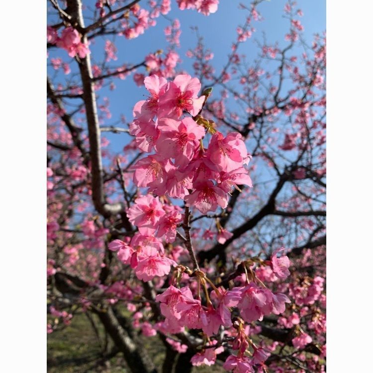 96_take4さんが投稿した野間馬ハイランドに関する口コミの画像