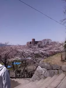 盛岡城跡公園の桜