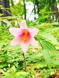 大山自然公園