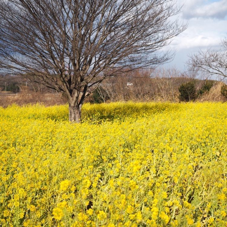 なおなおさんが投稿した東浦町に関する口コミの画像