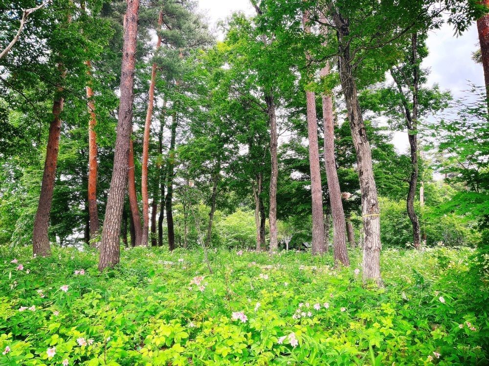 猫なぎ。さんが投稿した大山自然公園に関する口コミの画像
