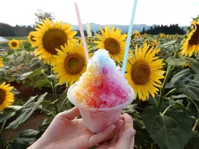 津南ひまわり広場