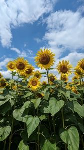 大中垣見イチゴ園 2枚目