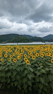 大中垣見イチゴ園 3枚目