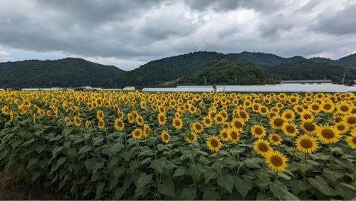 大中垣見イチゴ園 4枚目