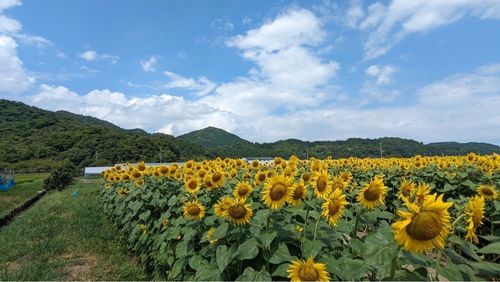 大中垣見イチゴ園 5枚目
