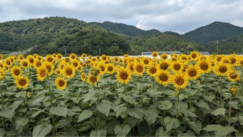 大中垣見イチゴ園 6枚目