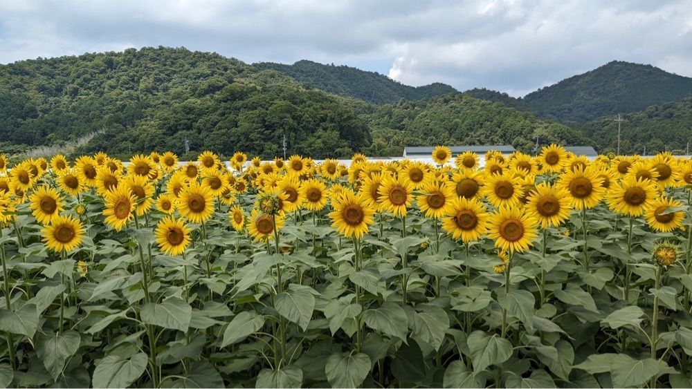 shin-emonさんさんが投稿した大中垣見イチゴ園に関する口コミの画像