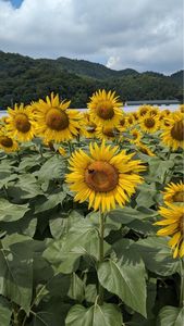 大中垣見イチゴ園 7枚目