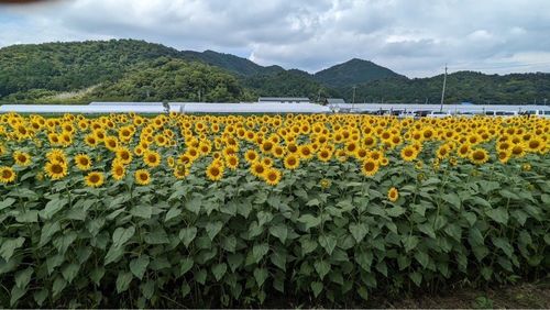 大中垣見イチゴ園 8枚目