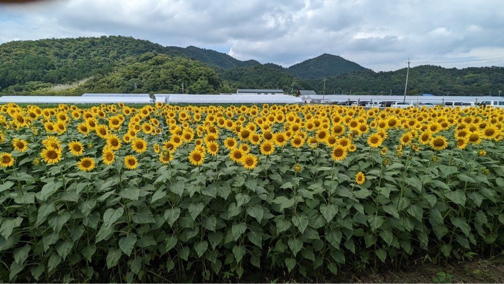 shin-emonさんさんが投稿した大中垣見イチゴ園に関する口コミの画像