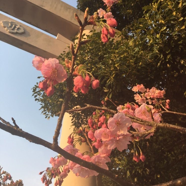 こまさの画像