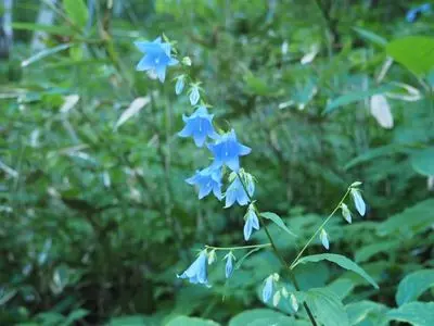 白山の高山植物