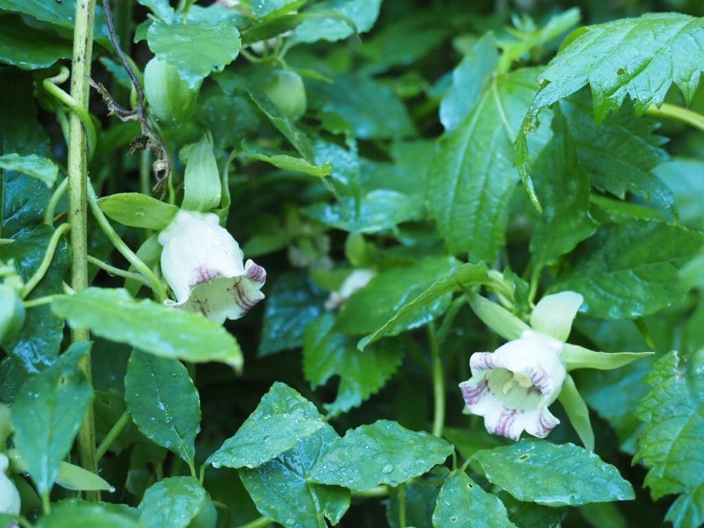 Howl Monさんが投稿した白山の高山植物に関する口コミの画像