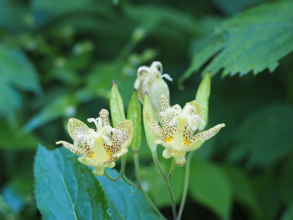 Howl Monさんが投稿した白山の高山植物に関する口コミの画像