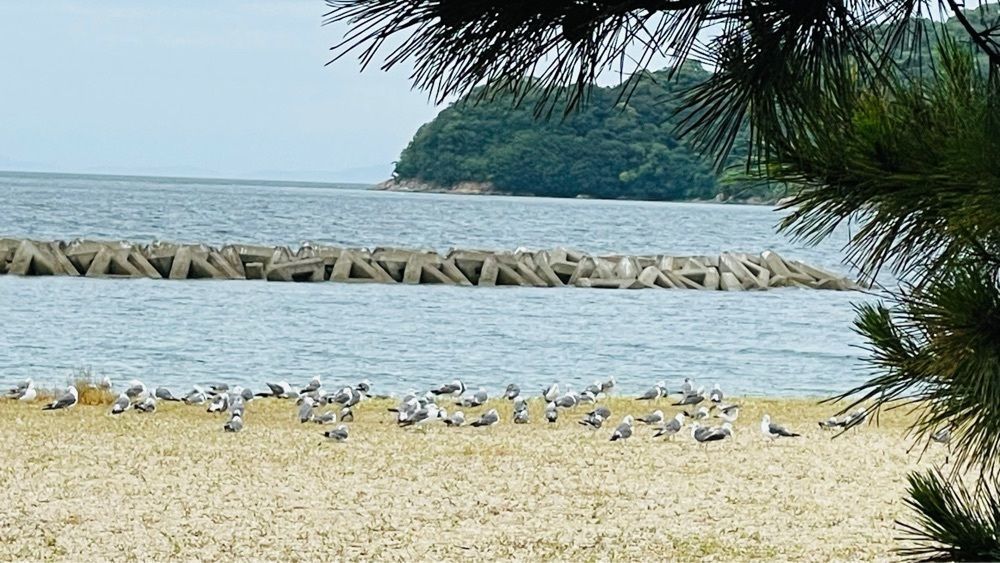 みぃさんが投稿した津田ふるさと海岸に関する口コミの画像