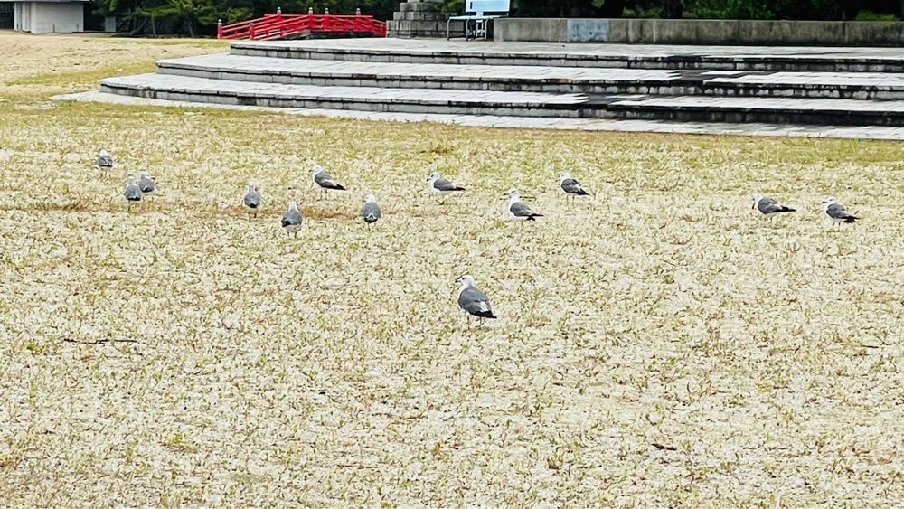 みぃさんが投稿した津田ふるさと海岸に関する口コミの画像