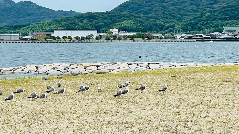 みぃさんが投稿した津田ふるさと海岸に関する口コミの画像