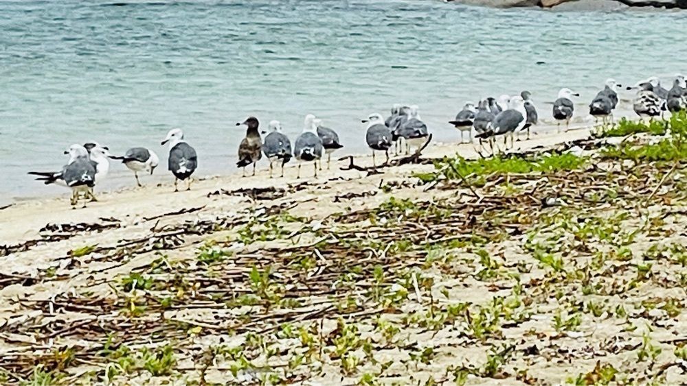 みぃさんが投稿した津田ふるさと海岸に関する口コミの画像
