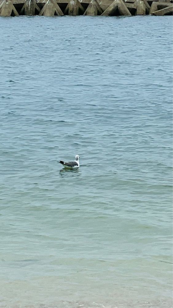 みぃさんが投稿した津田ふるさと海岸に関する口コミの画像