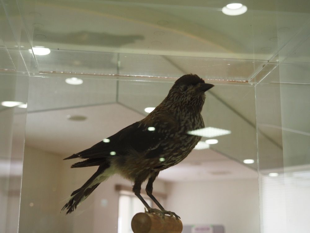 Howl Monさんが投稿した白山自然保護センター中宮展示館に関する口コミの画像