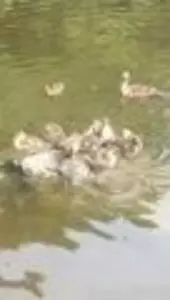 蚕糸の森公園