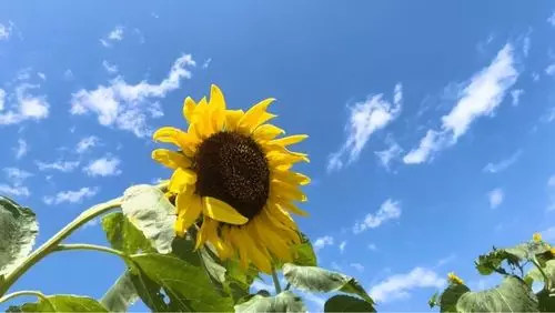 ひまわりの里