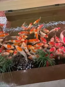 atoa