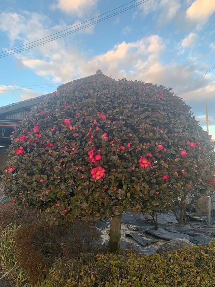 blossom&C7さんが投稿したイオン久御山（イオンクミヤマ）に関する口コミの画像