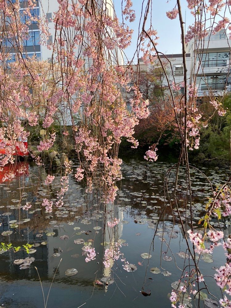 かめ_メグミさんが投稿した善知鳥神社に関する口コミの画像