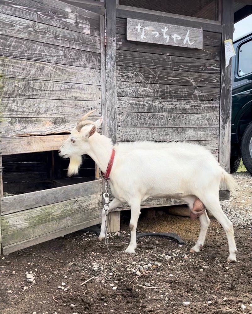 halunchさんが投稿したカマ喜ri（カマキリ）に関する口コミの画像