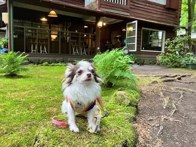 旧軽井沢Cafe 涼の音（カフェ）