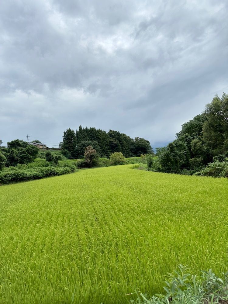 からっ風②さんが投稿した精芳園に関する口コミの画像