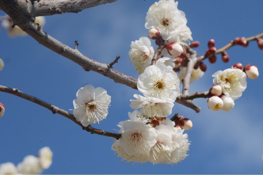 フラミンゴさんが投稿した世界の梅公園に関する口コミの画像