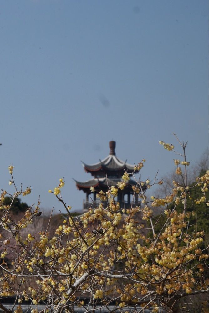 フラミンゴさんが投稿した世界の梅公園に関する口コミの画像