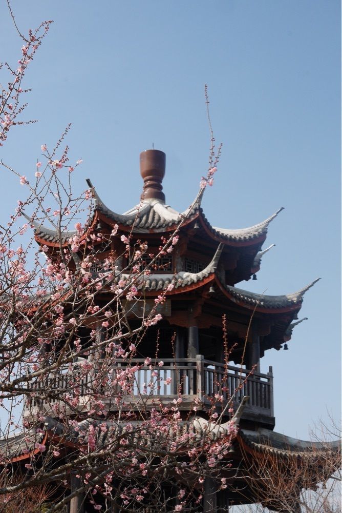 フラミンゴさんが投稿した世界の梅公園に関する口コミの画像