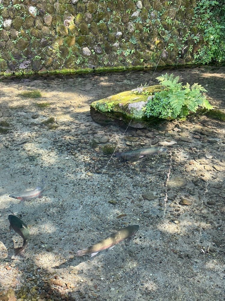 みーなさんが投稿した天の真名井に関する口コミの画像