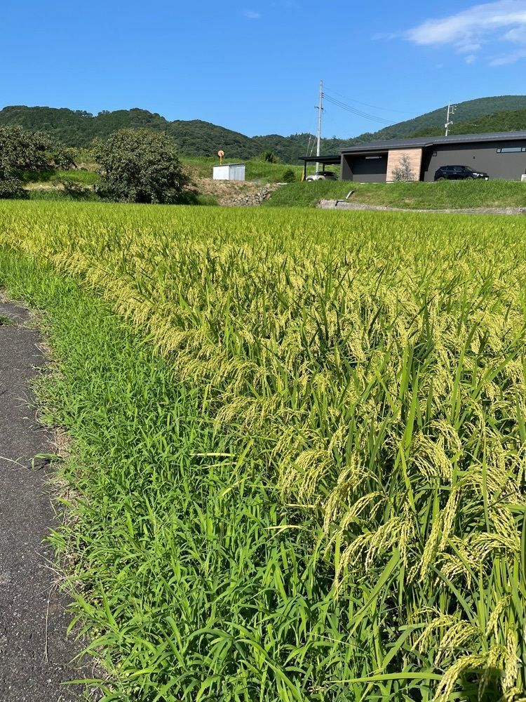 みーなさんが投稿した天の真名井に関する口コミの画像