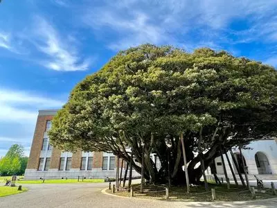 堂形のシイノキ
