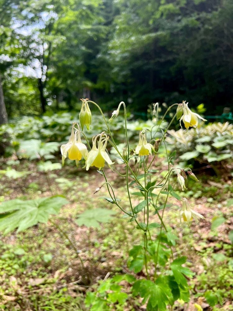yuyuさんが投稿した道の駅 草津運動茶屋公園に関する口コミの画像