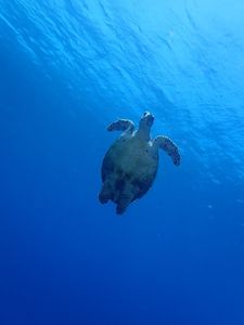 慶良間諸島ツーリストロッジ ハナムロ・イン”阿嘉島 <阿嘉島> 3枚目