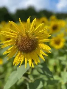 煙山ひまわりパーク